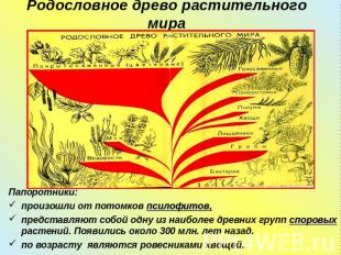 Родословное древо растительного мира Папоротники: произошли от потомков псилофит