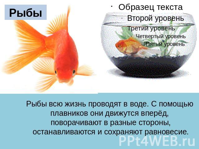 Рыбы Рыбы всю жизнь проводят в воде. C помощью плавников они движутся вперёд, поворачивают в разные стороны, останавливаются и сохраняют равновесие.