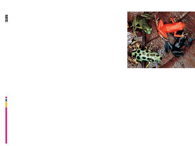 Сходный с растениями метод защиты используют лягушки-древолазы — самые ядовитые позвоночные на Земле. Маленькие амфибии обитают в лесах Южной Америки и о своей «начинке» предупреждают яркой окраской. У древолазов кожа пронизана железами, выделяющими…