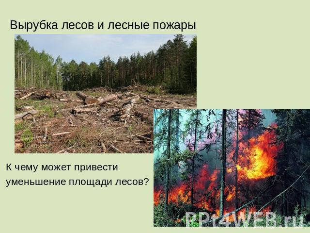 Вырубка лесов и лесные пожары К чему может привести уменьшение площади лесов?