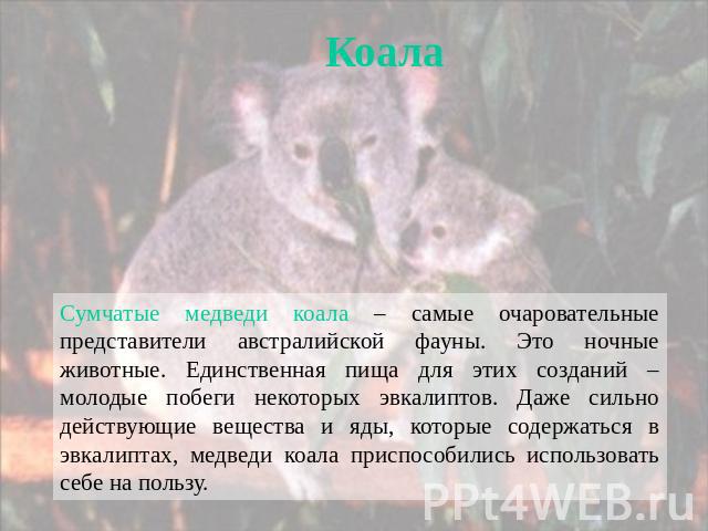 Коала Сумчатые медведи коала – самые очаровательные представители австралийской фауны. Это ночные животные. Единственная пища для этих созданий – молодые побеги некоторых эвкалиптов. Даже сильно действующие вещества и яды, которые содержаться в эвка…