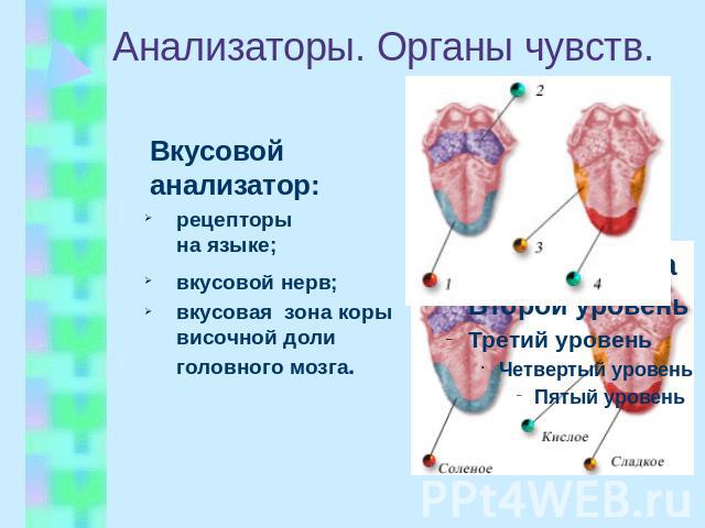 Анализаторы. Органы чувств. Вкусовой анализатор: рецепторы на языке; вкусовой нерв; вкусовая зона коры височной доли головного мозга.