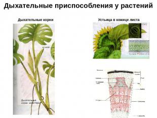 Дыхательные приспособления у растений Дыхательные корни Устьица в кожице листа Ч