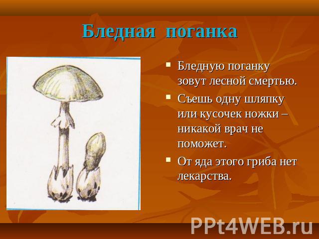 Бледная поганка Бледную поганку зовут лесной смертью. Съешь одну шляпку или кусочек ножки – никакой врач не поможет. От яда этого гриба нет лекарства.