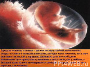 Зародыш человека на пятом – шестом месяце утробной жизни сплошь покрыт густыми и