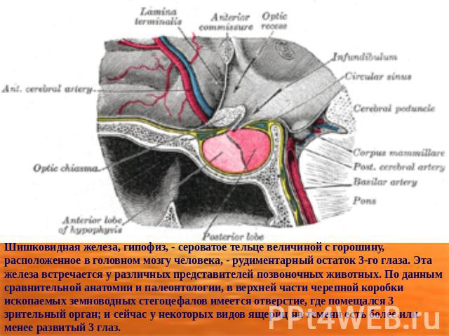 Шишковидная железа, гипофиз, - сероватое тельце величиной с горошину, расположенное в головном мозгу человека, - рудиментарный остаток 3-го глаза. Эта железа встречается у различных представителей позвоночных животных. По данным сравнительной анатом…