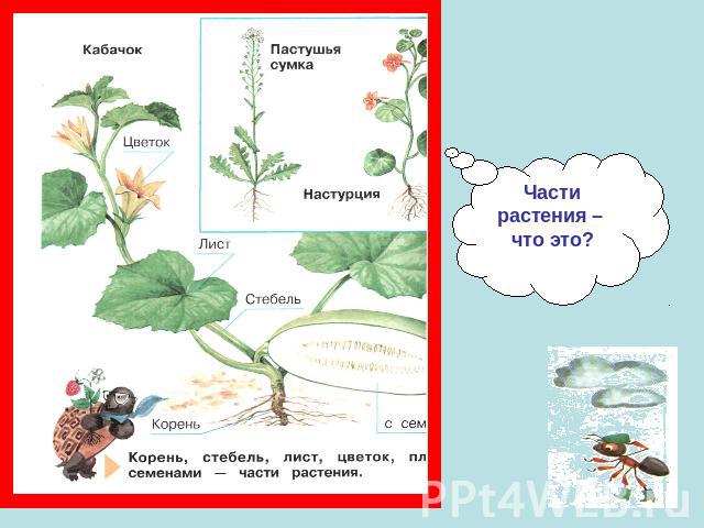 Части растения – что это?