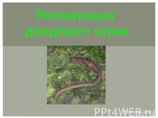 Регенерация дождевого червя