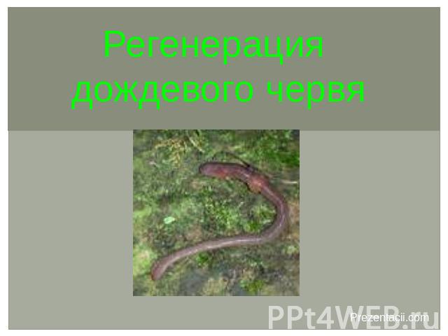 Регенерация дождевого червя