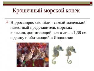Крошечный морской конек Hippocampus satomiae – самый маленький известный предста