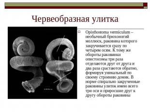 Червеобразная улитка Opisthostoma vermiculum – необычный брюхоногий моллюск, рак