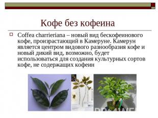 Кофе без кофеина Coffea charrieriana – новый вид бескофеинового кофе, произраста