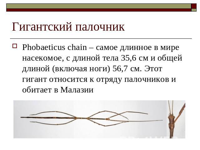 Гигантский палочник Phobaeticus chain – самое длинное в мире насекомое, с длиной тела 35,6 см и общей длиной (включая ноги) 56,7 см. Этот гигант относится к отряду палочников и обитает в Малазии