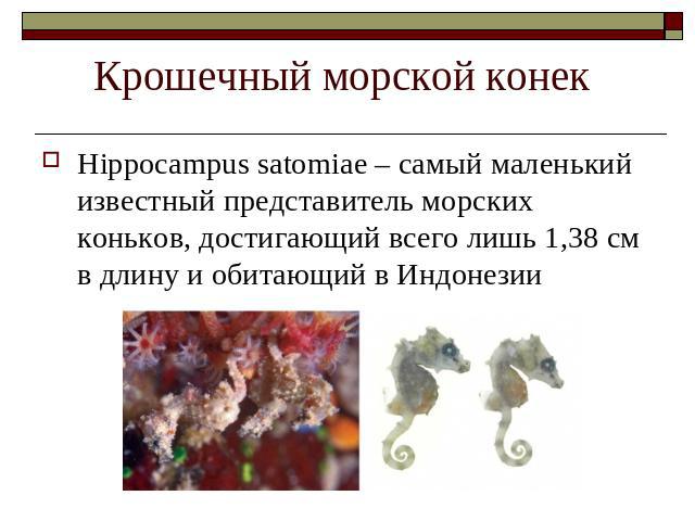Крошечный морской конек Hippocampus satomiae – самый маленький известный представитель морских коньков, достигающий всего лишь 1,38 см в длину и обитающий в Индонезии