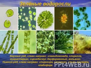 Зелёные водоросли Верхний ряд, слева направо: хламидомонада, хлорелла, микрастер