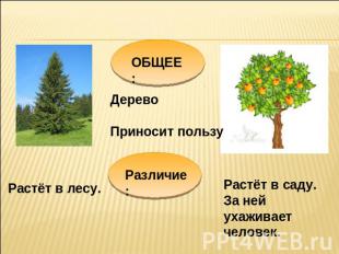 ОБЩЕЕ: Дерево Приносит пользу Различие: Растёт в лесу. Растёт в саду. За ней уха