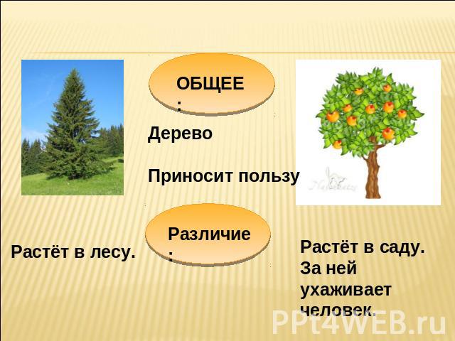 ОБЩЕЕ: Дерево Приносит пользу Различие: Растёт в лесу. Растёт в саду. За ней ухаживает человек.