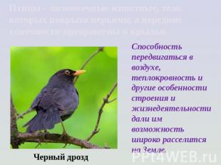 Птицы – позвоночные животные, тело которых покрыто перьями, а передние конечност
