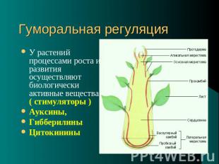 Гуморальная регуляция У растений процессами роста и развития осуществляют биолог