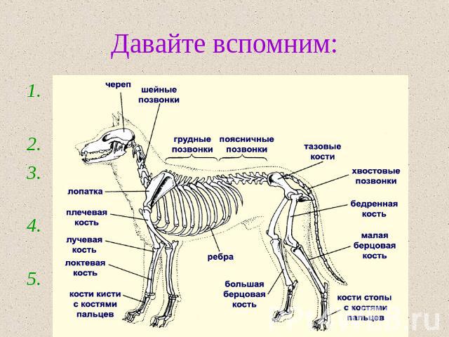 Давайте вспомним: Какие виды скелета у животных вам известны? Назовите отделы внутреннего скелета. Назовите части осевого скелета, конечностей, поясов конечностей. В чем преимущество внутреннего скелета? Каковы основные функции скелета?