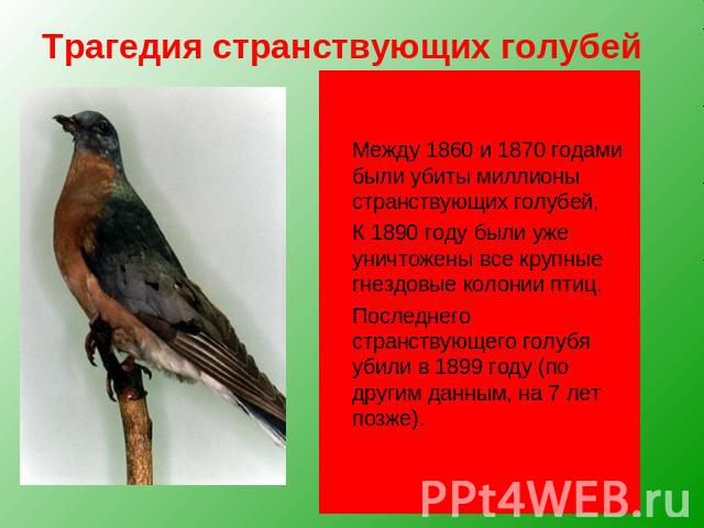 Трагедия странствующих голубей Между 1860 и 1870 годами были убиты миллионы странствующих голубей, К 1890 году были уже уничтожены все крупные гнездовые колонии птиц. Последнего странствующего голубя убили в 1899 году (по другим данным, на 7 лет позже).