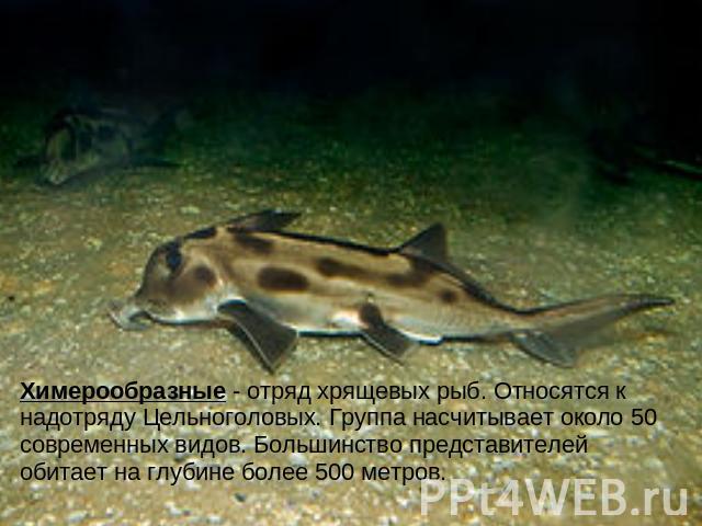 Химерообразные - отряд хрящевых рыб. Относятся к надотряду Цельноголовых. Группа насчитывает около 50 современных видов. Большинство представителей обитает на глубине более 500 метров.