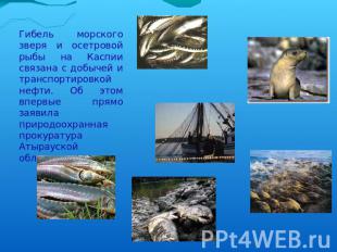 Гибель морского зверя и осетровой рыбы на Каспии связана с добычей и транспортир
