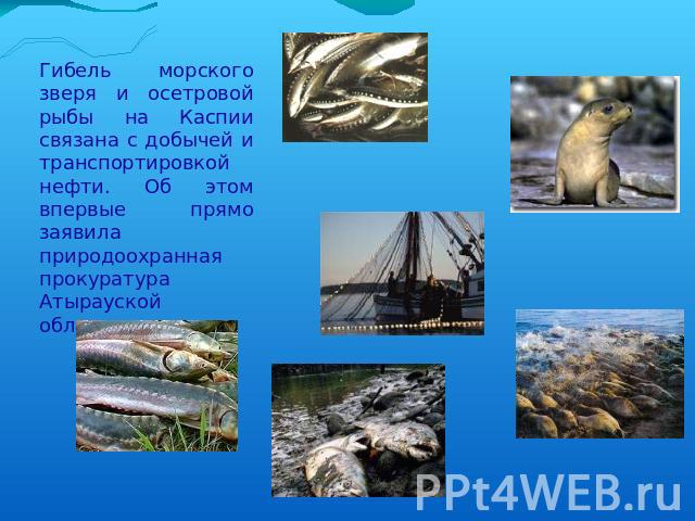 Гибель морского зверя и осетровой рыбы на Каспии связана с добычей и транспортировкой нефти. Об этом впервые прямо заявила природоохранная прокуратура Атырауской области.