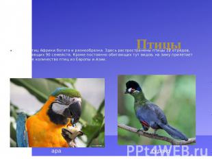 Птицы Фауна птиц Африки богата и разнообразна. Здесь распространены птицы 22 отр