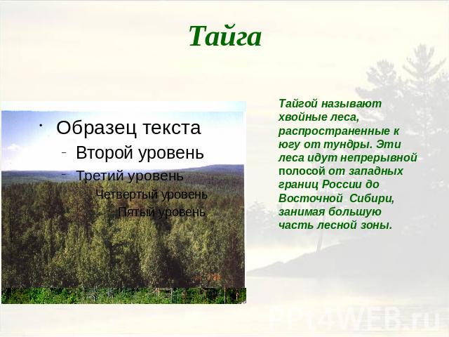 ТайгаТайгой называют хвойные леса, распространенные к югу от тундры. Эти леса идут непрерывной полосой от западных границ России до Восточной Сибири, занимая большую часть лесной зоны.