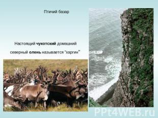 Птичий базар Настоящий чукотский домашний северный олень называется &quot;харгин