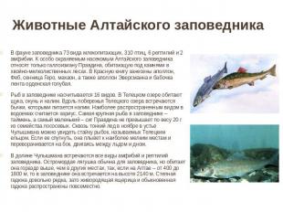 Животные Алтайского заповедника В фауне заповедника 73 вида млекопитающих, 310 п