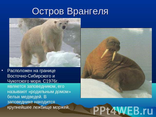 Остров Врангеля Расположен на границе Восточно-Сибирского и Чукотского моря. С1976г. является заповедником, его называют «родильным домом» белых медведей. В заповеднике находится крупнейшее лежбище моржей.