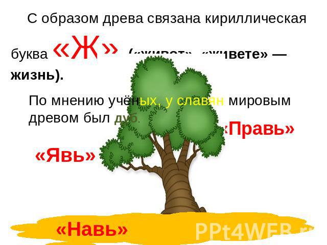 С образом древа связана кириллическая буква «Ж» («живот», «живете» — жизнь). По мнению учёных, у славян мировым древом был дуб.