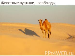 Животные пустыни - верблюды