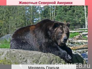 Животные Северной Америки Медведь Гризли