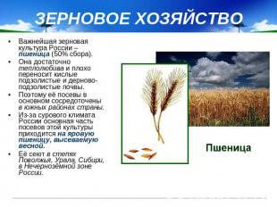 ЗЕРНОВОЕ ХОЗЯЙСТВО Важнейшая зерновая культура России – пшеница (50% сбора). Она