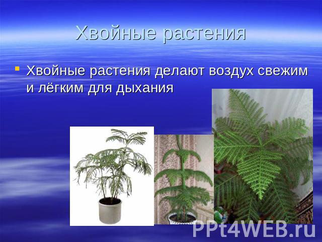 Хвойные растения делают воздух свежим и лёгким для дыхания