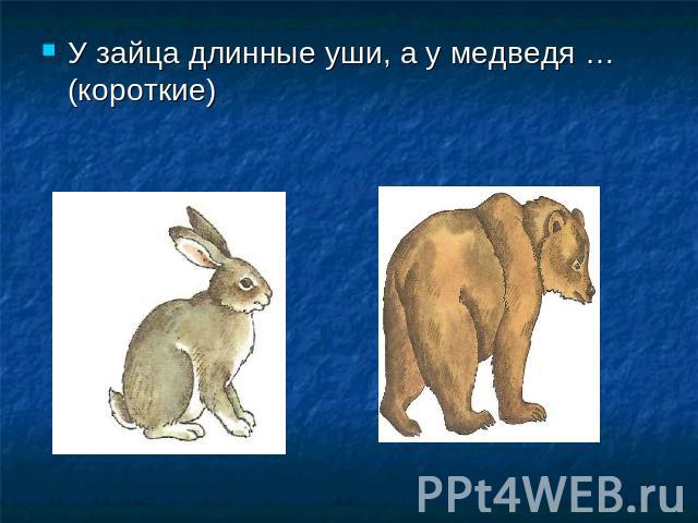 У зайца длинные уши, а у медведя …(короткие)