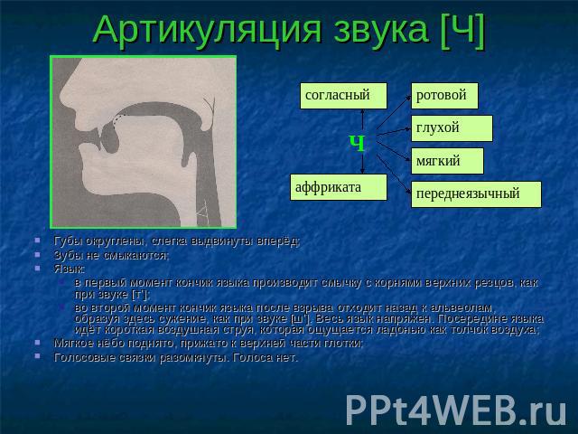 Артикуляция звука [Ч] согласный аффрикатаротовой глухоймягкийпереднеязычный Губы округлены, слегка выдвинуты вперёд;Зубы не смыкаются;Язык:в первый момент кончик языка производит смычку с корнями верхних резцов, как при звуке [т’];во второй момент к…