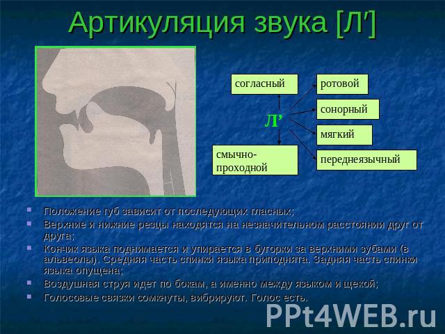 Артикуляция звука [Л′] согласный смычно-проходной ротовой сонорныймягкий переднеязычный Положение губ зависит от последующих гласных;Верхние и нижние резцы находятся на незначительном расстоянии друг от друга;Кончик языка поднимается и упирается в б…