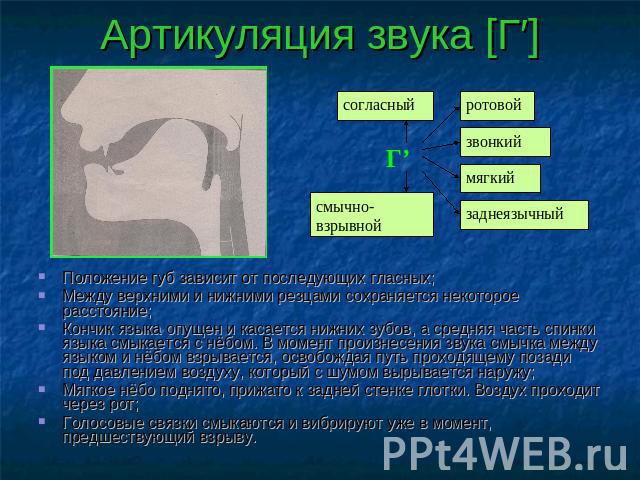 Артикуляция звука [Г′] согласный смычно-взрывнойротовойзвонкиймягкийзаднеязычный Положение губ зависит от последующих гласных;Между верхними и нижними резцами сохраняется некоторое расстояние;Кончик языка опущен и касается нижних зубов, а средняя ча…