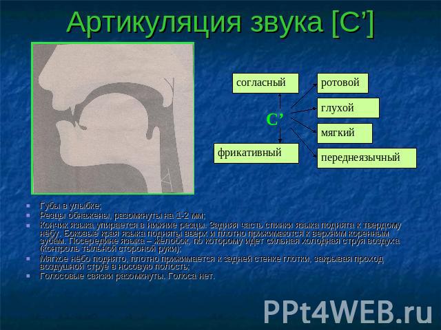 Артикуляция звука [С’] согласный фрикативныйротовойглухоймягкийпереднеязычный Губы в улыбке;Резцы обнажены, разомкнуты на 1-2 мм;Кончик языка упирается в нижние резцы. Задняя часть спинки языка поднята к твердому нёбу. Боковые края языка подняты вве…