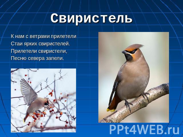 Птица Сибири Фото И Описание