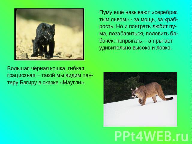 Пуму ещё называют «серебристым львом» - за мощь, за храб-рость. Но и поиграть любит пу-ма, позабавиться, половить ба- бочек, попрыгать, - а прыгает удивительно высоко и ловко. Большая чёрная кошка, гибкая, грациозная – такой мы видим пан- теру Багир…