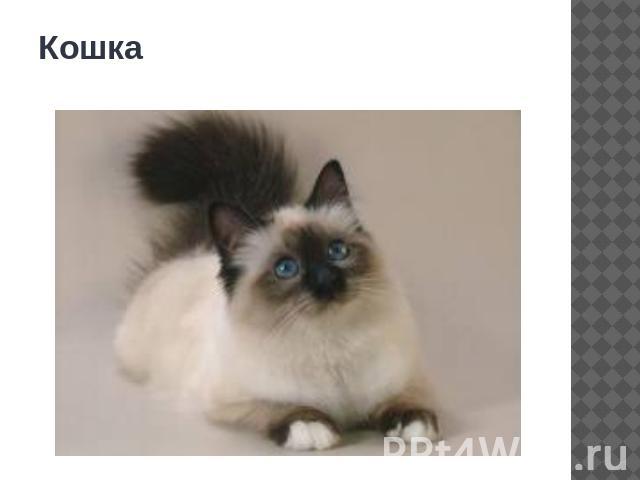 Кошка