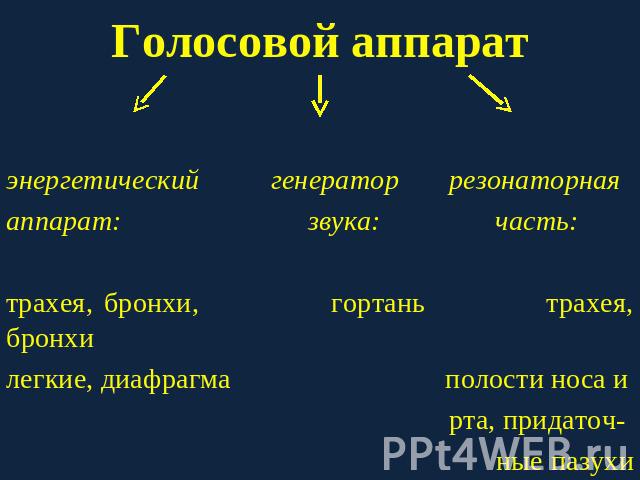 Голосовой аппарат энергетический генератор резонаторнаяаппарат: звука: часть:трахея, бронхи, гортань трахея, бронхилегкие, диафрагма полости носа и рта, придаточ- ные пазухи лба и носа