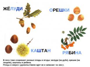 ЖЁЛУДИ ОРЕШКИ КАШТАН РЯБИНА В лесу тоже созревают разные плоды и ягоды: желуди (