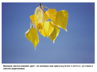 Вначале листья меняют цвет - из зеленых они превращаются в желтые, красные и све