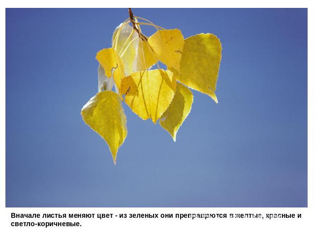 Вначале листья меняют цвет - из зеленых они превращаются в желтые, красные и светло-коричневые.
